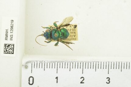 Close-up van Euglossa cordata op bloem, heldere groene en zwarte kleuren.
