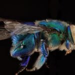 Green Euglossa viridissima bee on a flower.