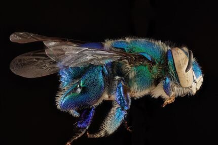 Green Euglossa viridissima bee on a flower.