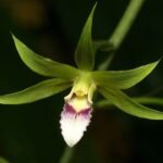 Purple orchid flower and green leaves of Eulophiinae orchid plant.
