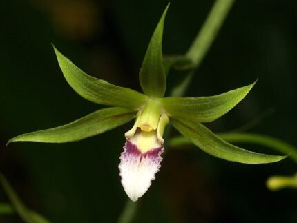Purple orchid flower and green leaves of Eulophiinae orchid plant.