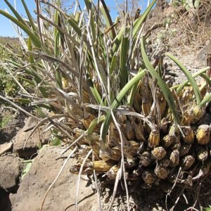 Djibouti Eulophia petersii orchidee met lange groene stengels en paarse bloemen.