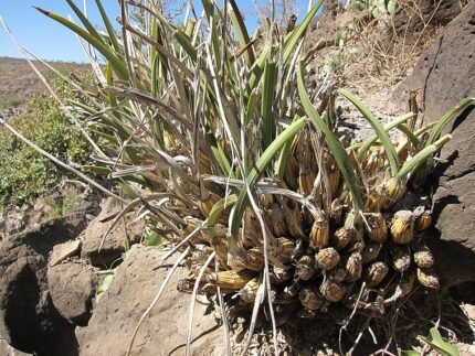 Djibouti Eulophia petersii orchidee met lange groene stengels en paarse bloemen.
