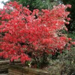 Euonymus alatus met felrode herfstbladeren op een witte achtergrond.