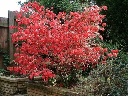 Euonymus alatus met felrode herfstbladeren op een witte achtergrond.