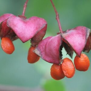Euonymus latifolius plant met groene ovale bladeren en rode bessen.