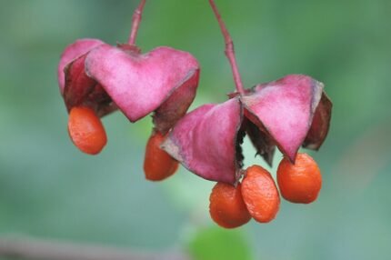 Euonymus latifolius plant met groene ovale bladeren en rode bessen.