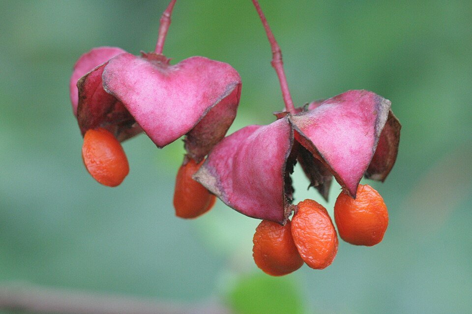 Euonymus latifolius plant met groene ovale bladeren en rode bessen.