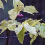 Euonymus oxyphyllus plant met groen blad en rode bessen.