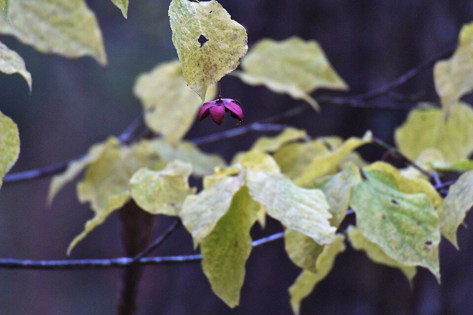 Euonymus oxyphyllus plant met groen blad en rode bessen.