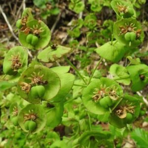Amandelwolfsmelk, groene bladeren met kleine gele bloemen op lange stelen.