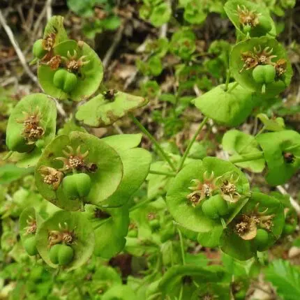 Amandelwolfsmelk, groene bladeren met kleine gele bloemen op lange stelen.