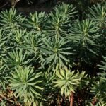 Euphorbia characias bloem in close-up, groen en geel.
