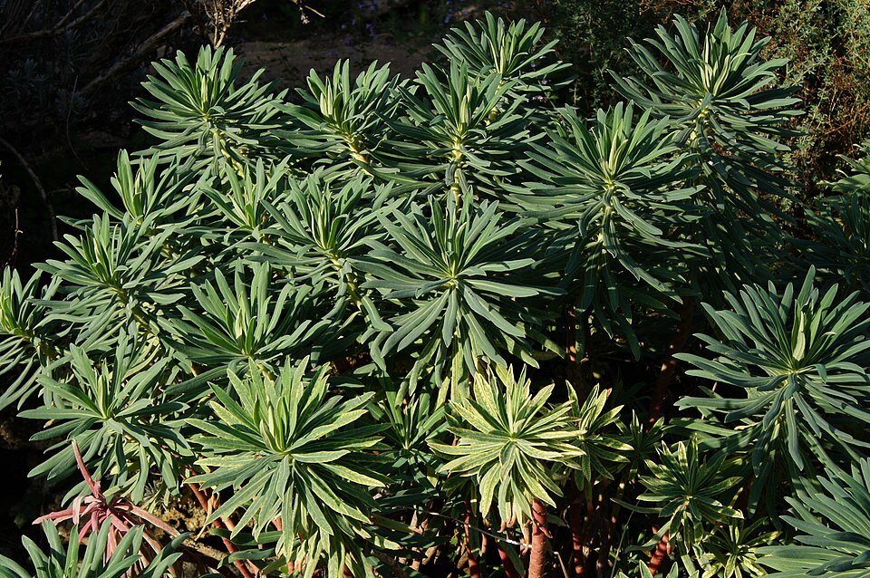 Euphorbia characias bloem in close-up, groen en geel.