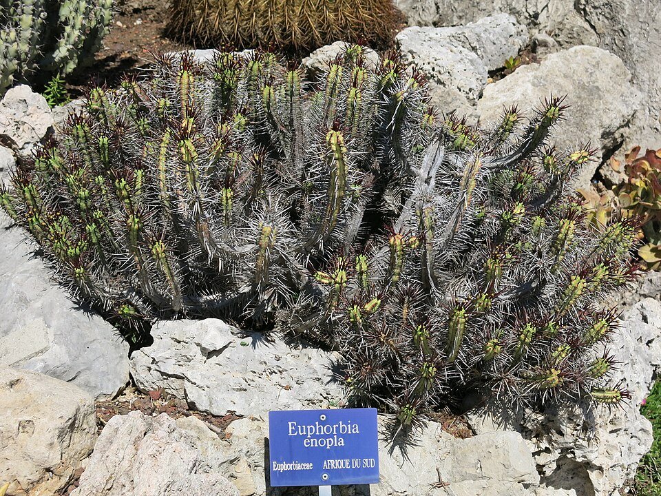 Euphorbia enopla plant with long, slender green stems and small white spines.