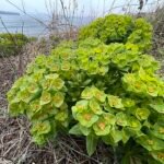 Groenblijvende Euphorbia hylonoma plant met smalle bladeren en groene bloemen.
