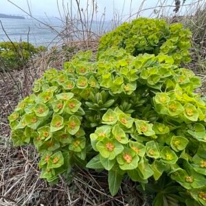 Groenblijvende Euphorbia hylonoma plant met smalle bladeren en groene bloemen.