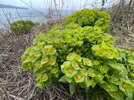 Groenblijvende Euphorbia hylonoma plant met smalle bladeren en groene bloemen.