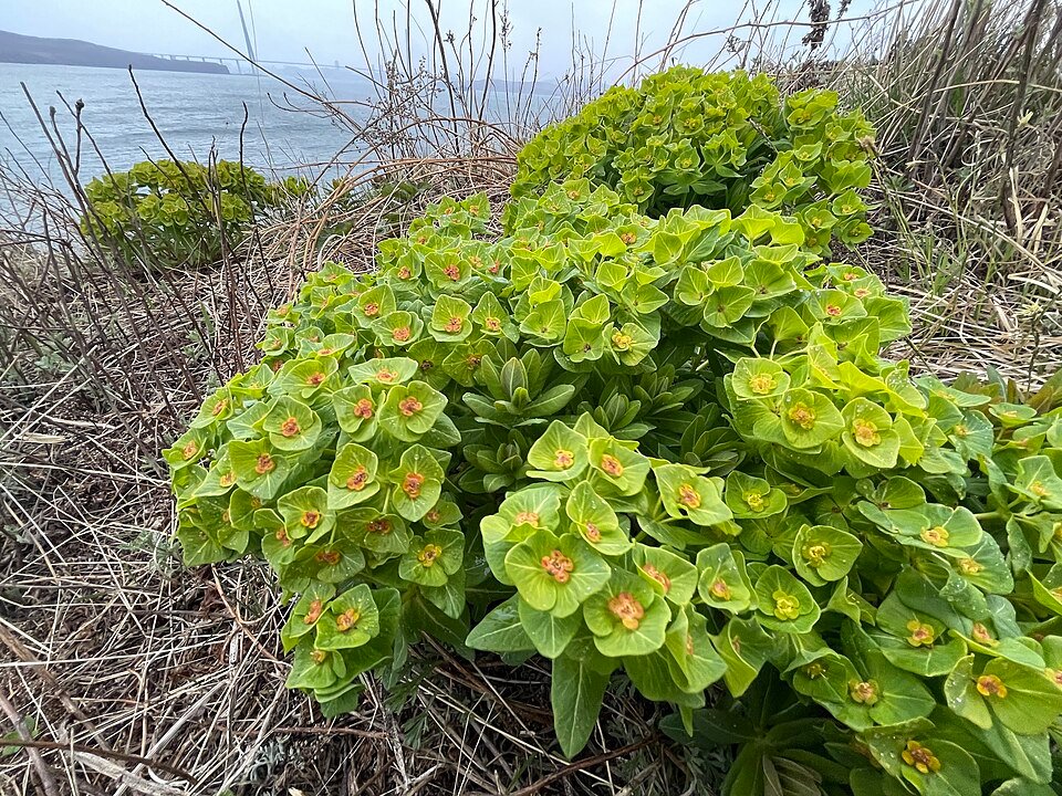 Groenblijvende Euphorbia hylonoma plant met smalle bladeren en groene bloemen.