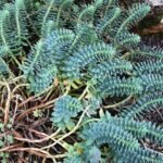 Close-up van Euphorbia myrsinites plant met groene cilindrische stengels en bloemen.