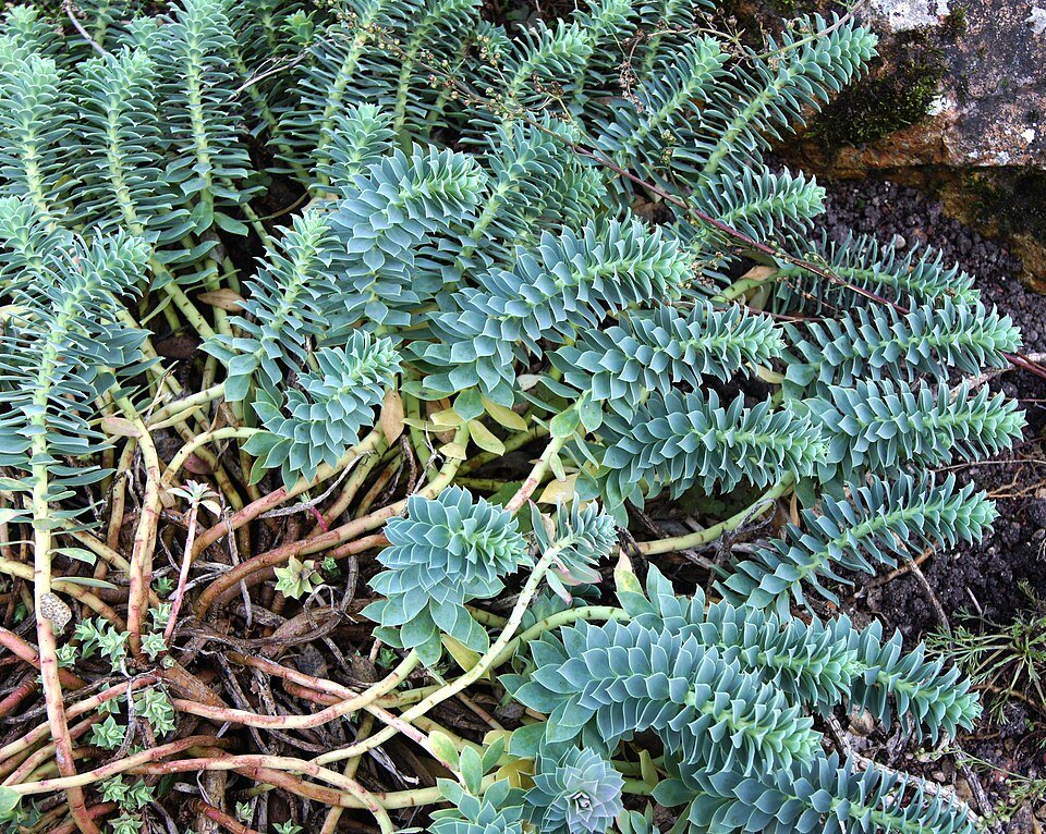 Close-up van Euphorbia myrsinites plant met groene cilindrische stengels en bloemen.