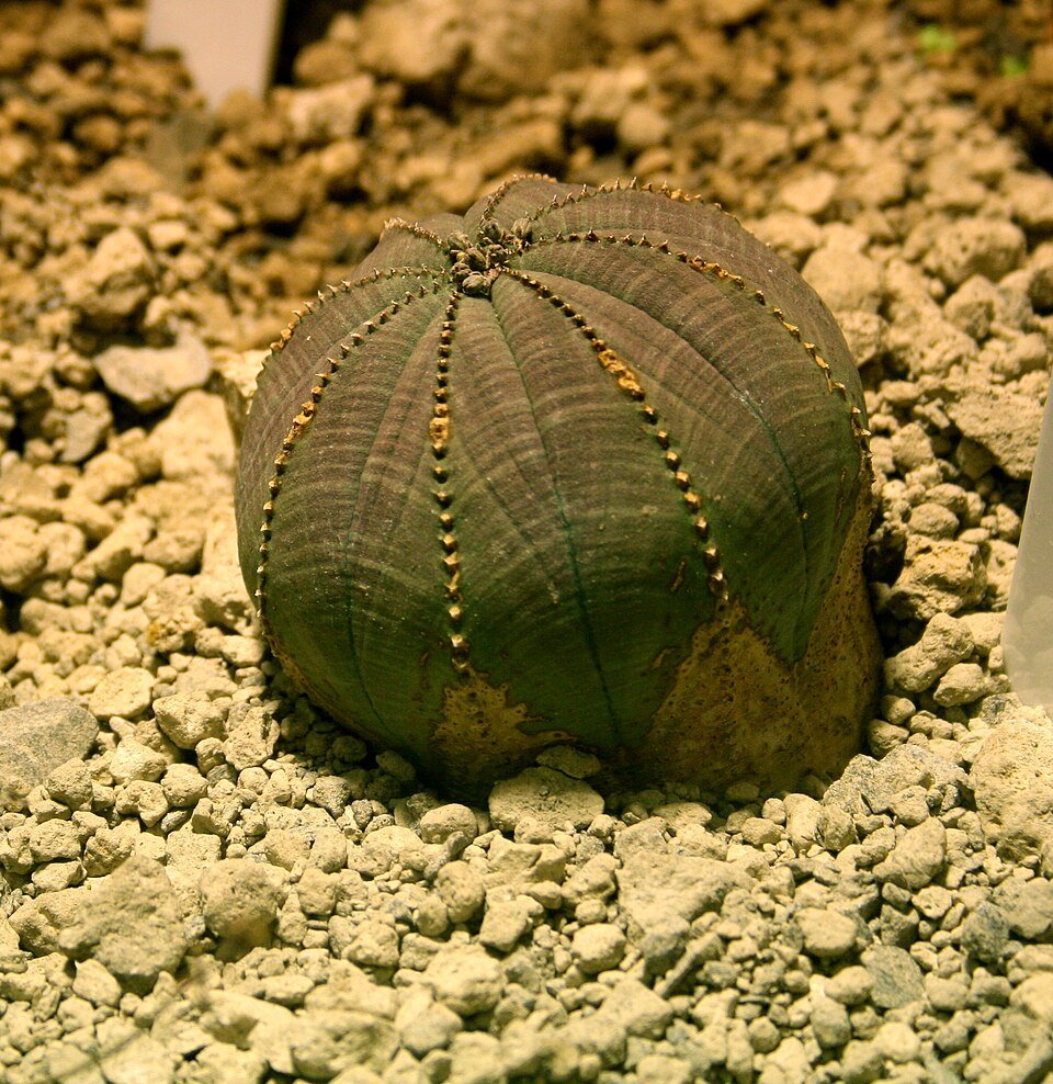 Euphorbia obesa plant with round, green, spiky body and vertical striations.