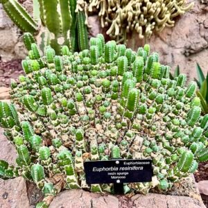 Euphorbia resinifera plant met groene stekels en bloeiende bloemen.