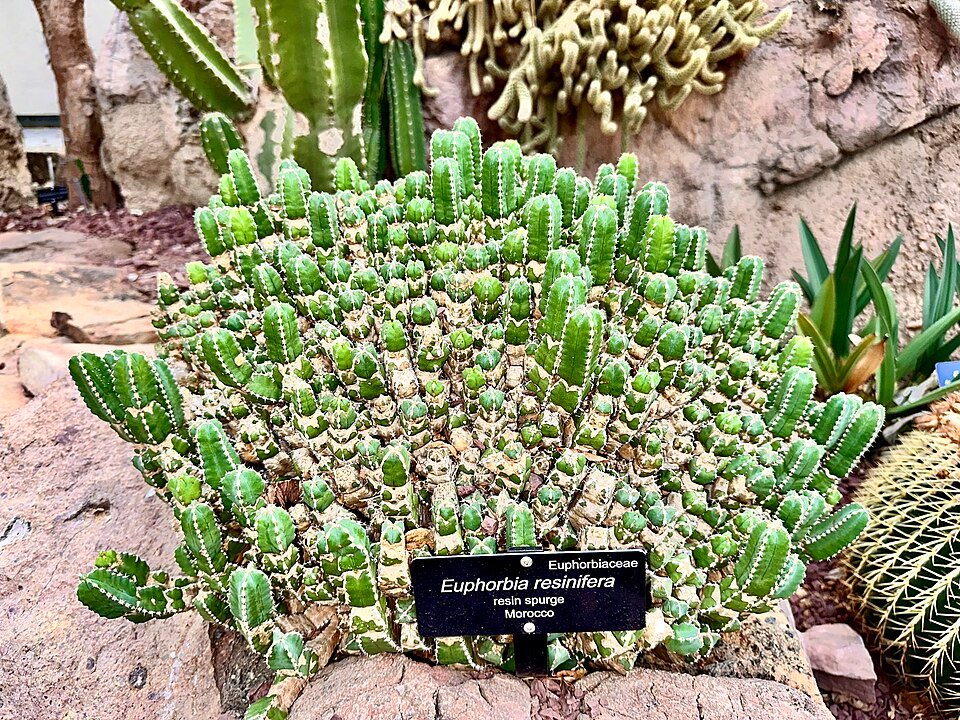 Euphorbia resinifera plant met groene stekels en bloeiende bloemen.