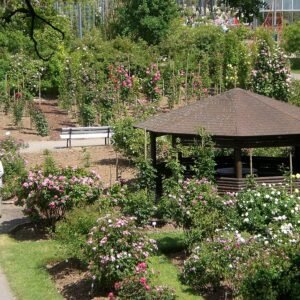 Europa-Rosarium met bloeiende rozenstruiken in alpine setting.