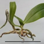 Eurychone rothschildiana orchidee bloem in wit met paarse accenten.