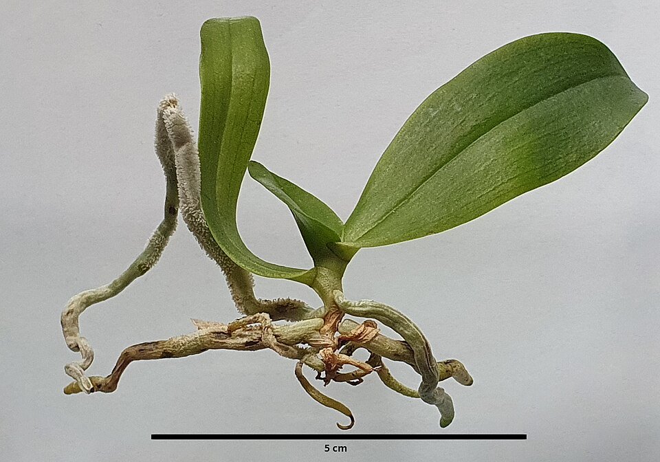 Eurychone rothschildiana orchidee bloem in wit met paarse accenten.