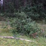 Groenblijvende bosbesstruik met glanzende ovale bladeren en witte bloemen.