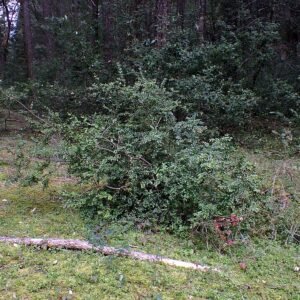 Groenblijvende bosbesstruik met glanzende ovale bladeren en witte bloemen.