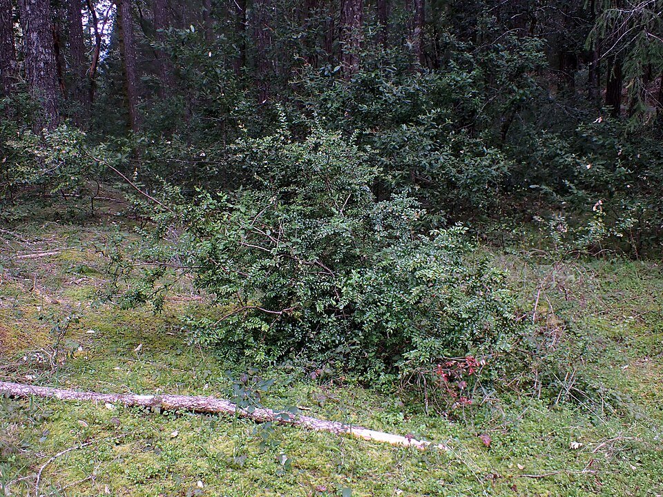 Groenblijvende bosbesstruik met glanzende ovale bladeren en witte bloemen.