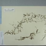 Evolvulus alsinoides plant met lichtblauwe bloemen en groene bladeren.