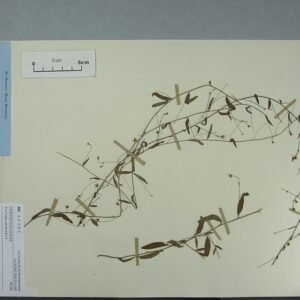 Evolvulus alsinoides plant met lichtblauwe bloemen en groene bladeren.