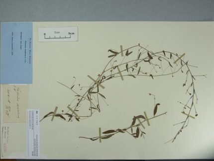 Evolvulus alsinoides plant met lichtblauwe bloemen en groene bladeren.