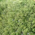 Close-up van blauwe Evolvulus glomeratus bloem met groen blad.
