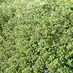 Close-up van blauwe Evolvulus glomeratus bloem met groen blad.