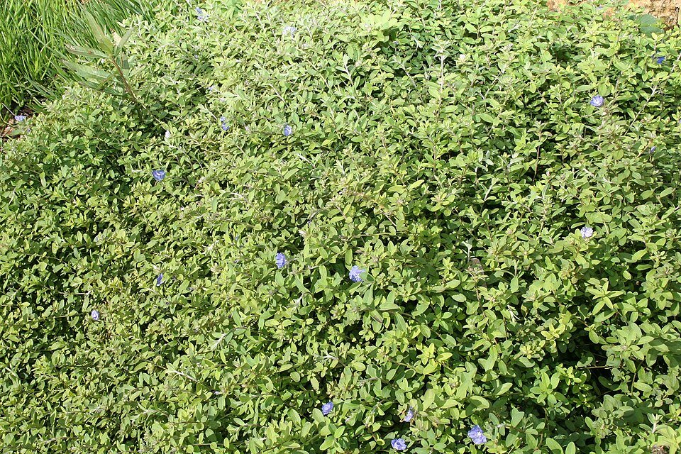Close-up van blauwe Evolvulus glomeratus bloem met groen blad.