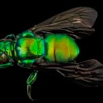 Groene orchidee Exaerete frontalis met gele en witte accenten in Guyana.