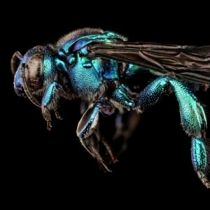 Exaerete smaragdina bijensoort op bloem, levendige kleuren.