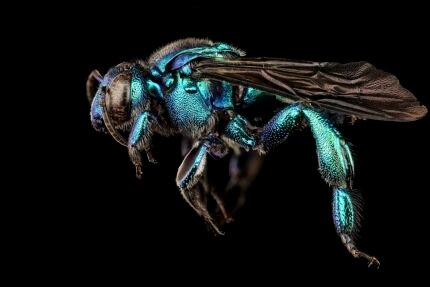 Exaerete smaragdina bijensoort op bloem, levendige kleuren.