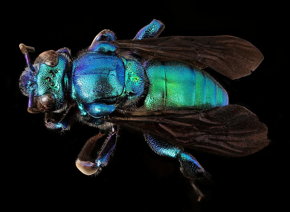 Groene Exaerete smaragdina orchidee in natuurlijke omgeving.