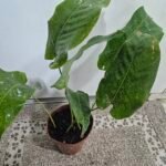 Plant met ovale bladeren met groene en witte strepen in pot.