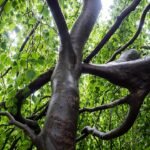 Hangende treurbeuk met slanke takken en langwerpige groene bladeren.