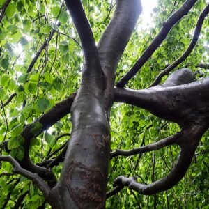 Hangende treurbeuk met slanke takken en langwerpige groene bladeren.