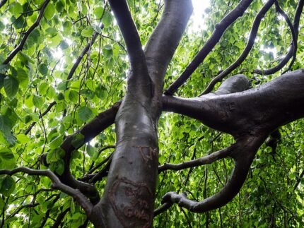 Hangende treurbeuk met slanke takken en langwerpige groene bladeren.