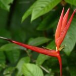 Heliconia acuminata plant met rode bloemen en groen blad.