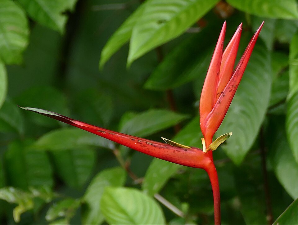 Heliconia acuminata plant met rode bloemen en groen blad.